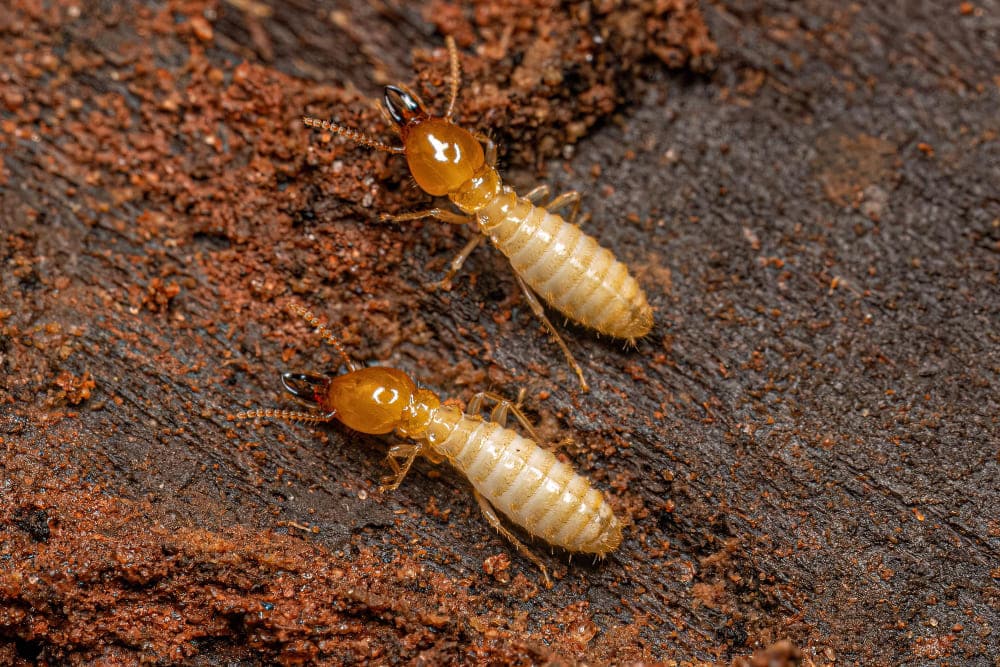 Termite Barrier Mandurah