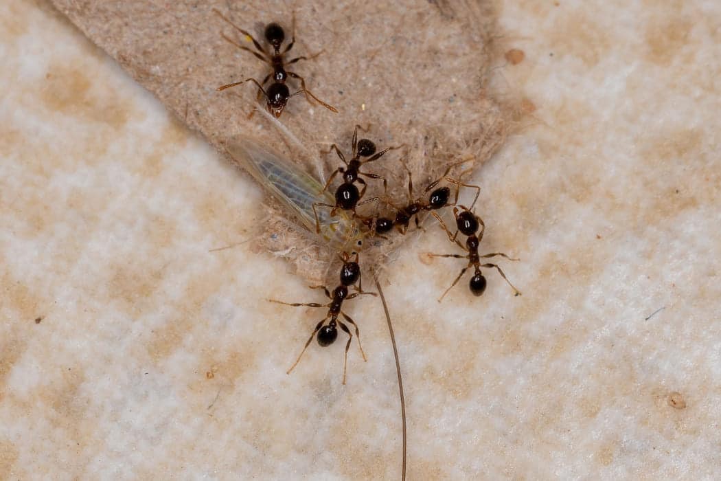 ant control mandurah