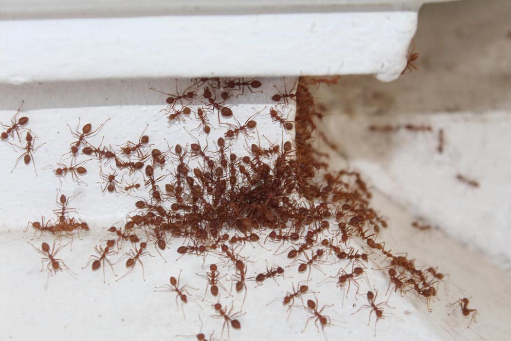 ant exterminator mandurah