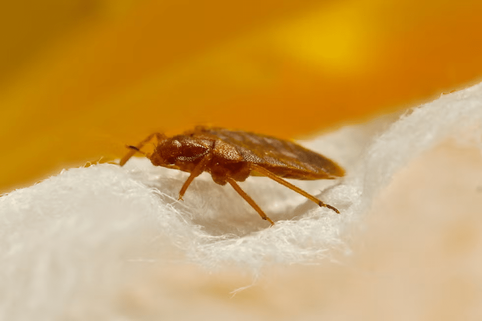 bed bug control mandurah