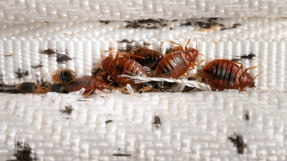 bed bug pest control mandurah