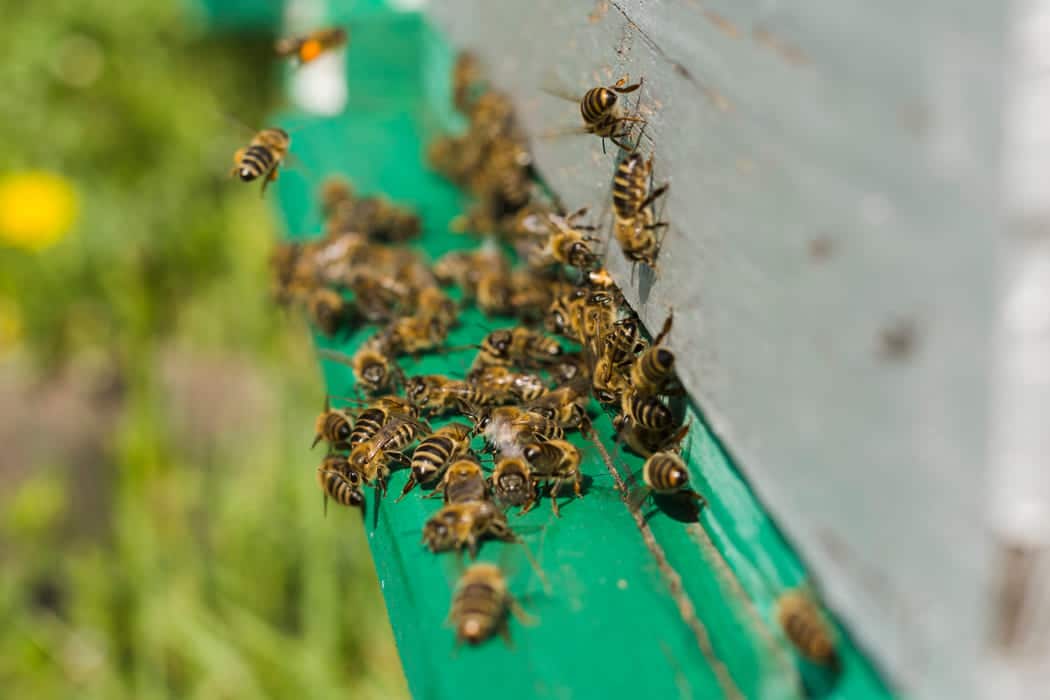 bee hive removal mandurah