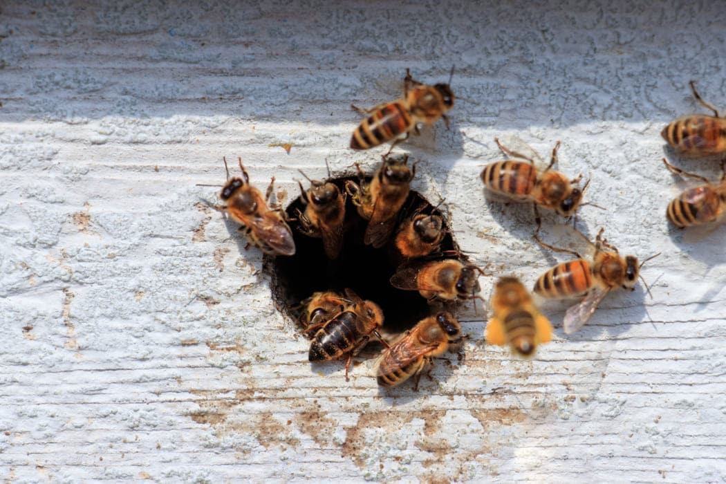 bee removal mandurah