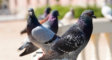 bird netting mandurah