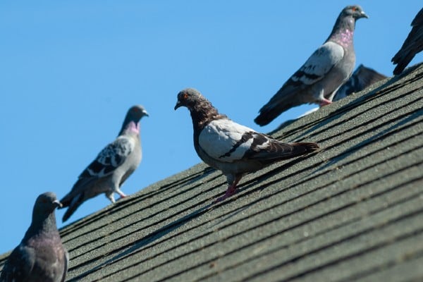 bird proofing mandurah