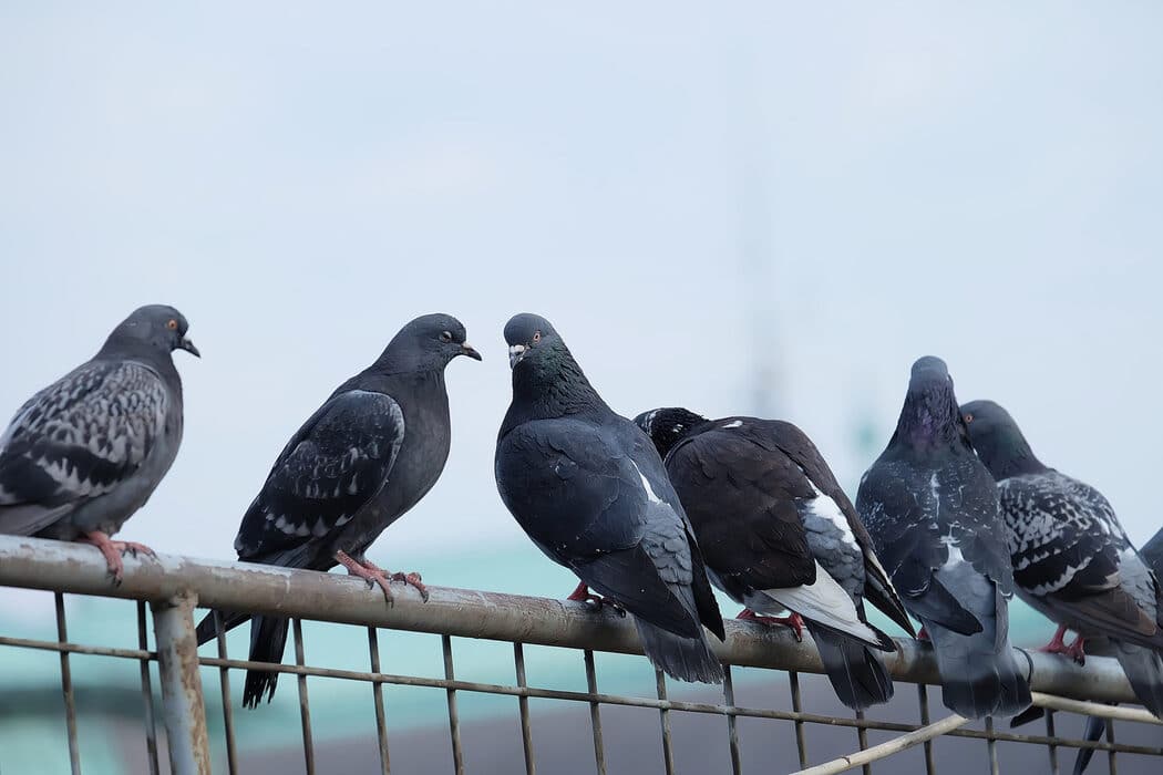 bird removal mandurah