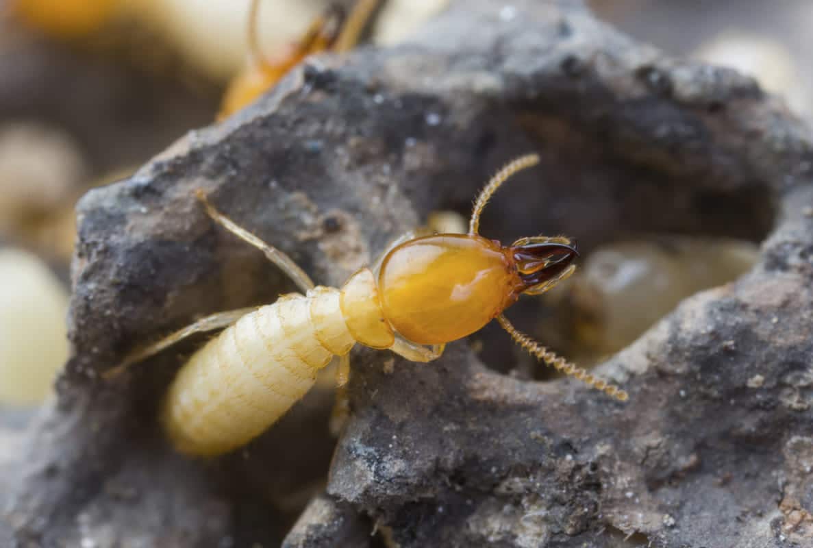 building and pest inspection mandurah cost