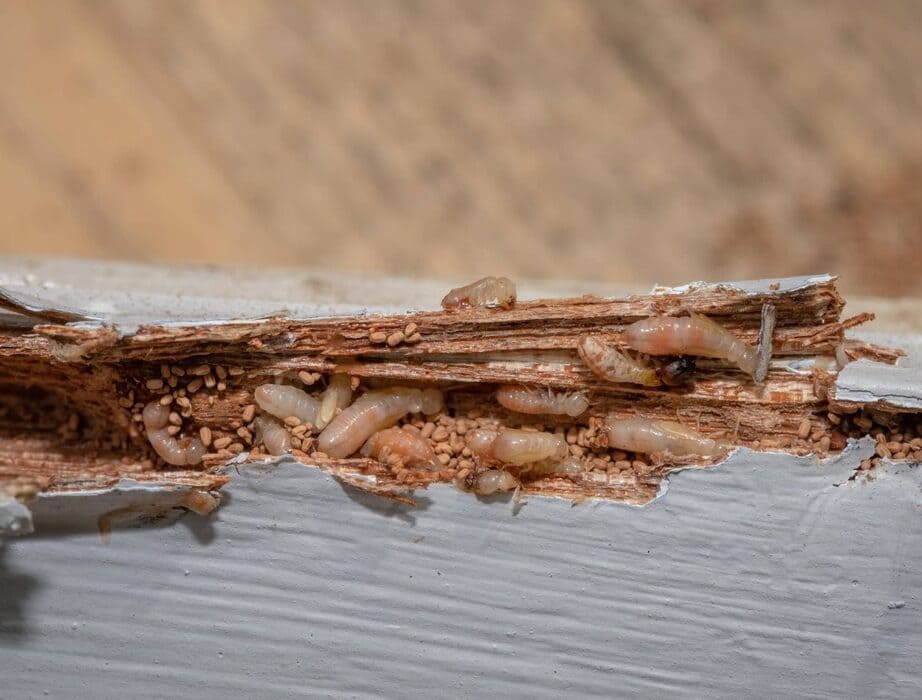 building and pest inspections mandurah