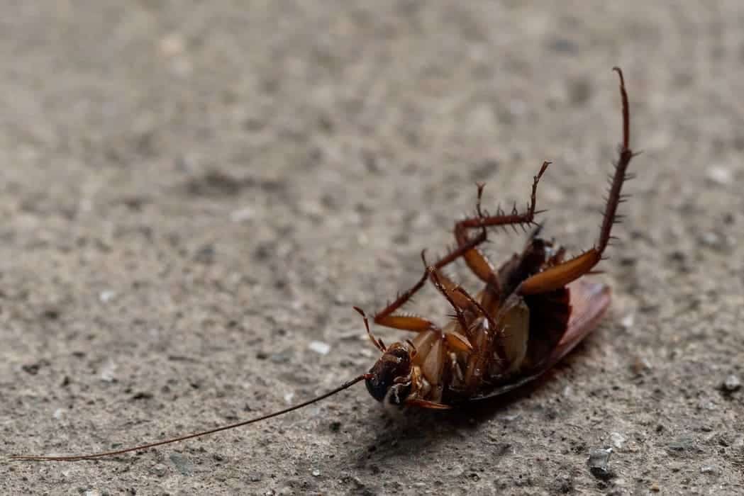 cockroach pest control mandurah