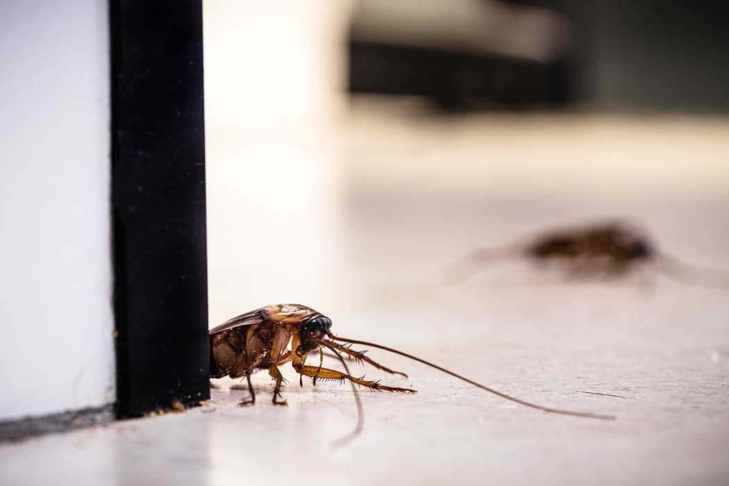 cockroach treatment mandurah