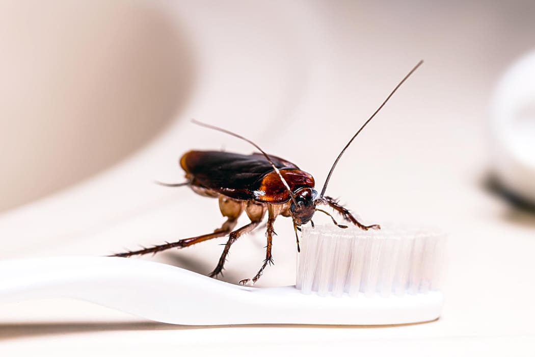 cockroaches mandurah
