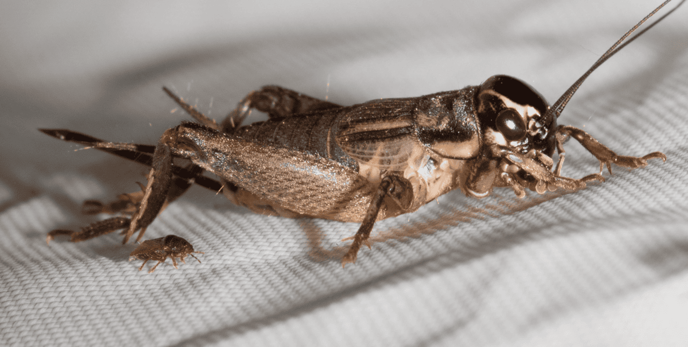 cricket pest control mandurah