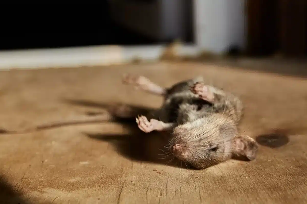 dead animal removal mandurah