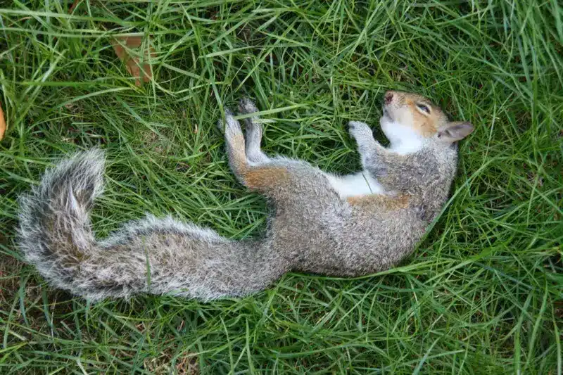 dead rodent removal mandurah