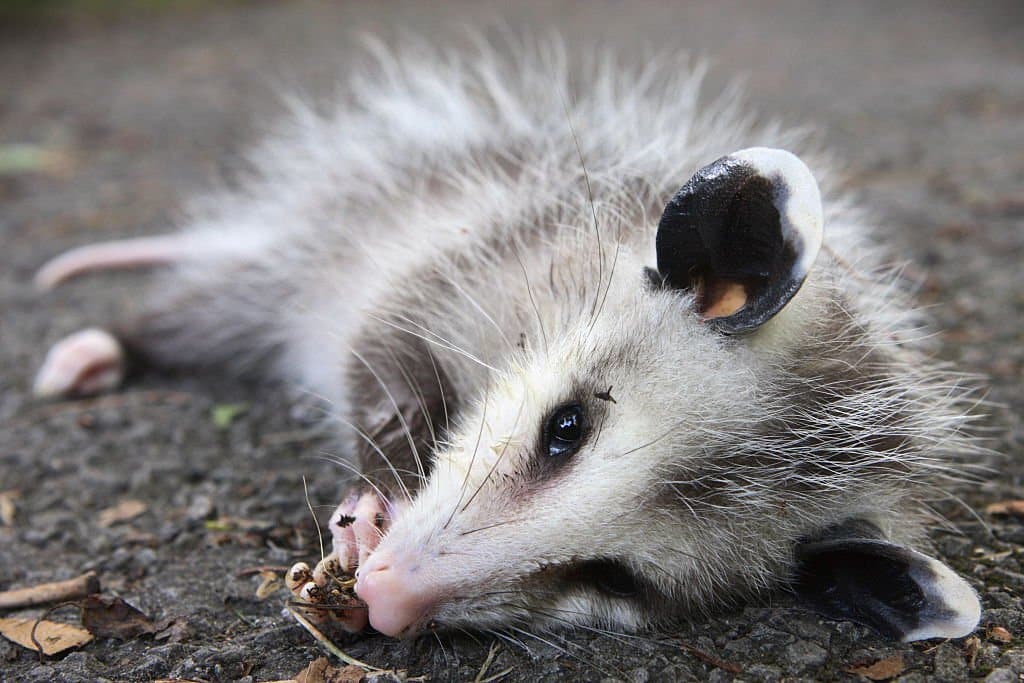 dead wildlife removal mandurah