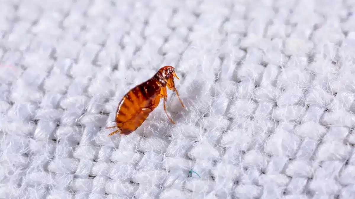 flea exterminator mandurah