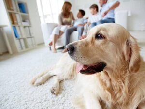 flea pest control mandurah