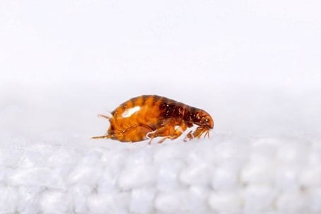 flea treatment mandurah