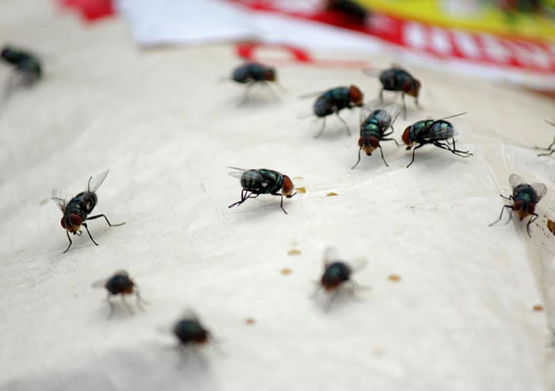 flies in mandurah