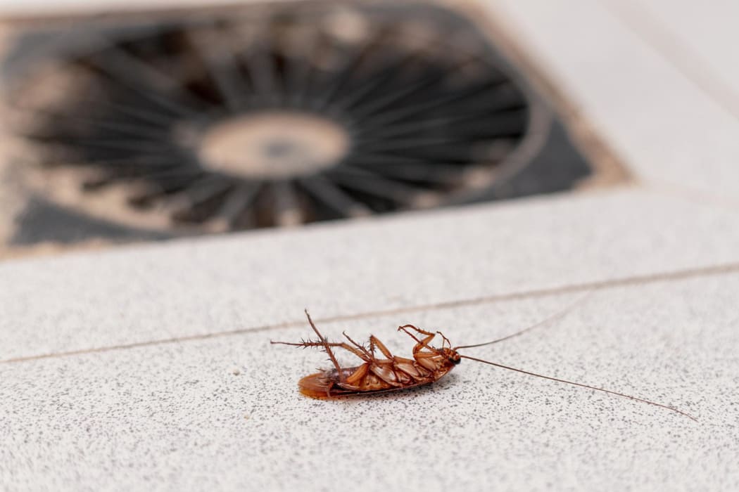 german cockroach mandurah