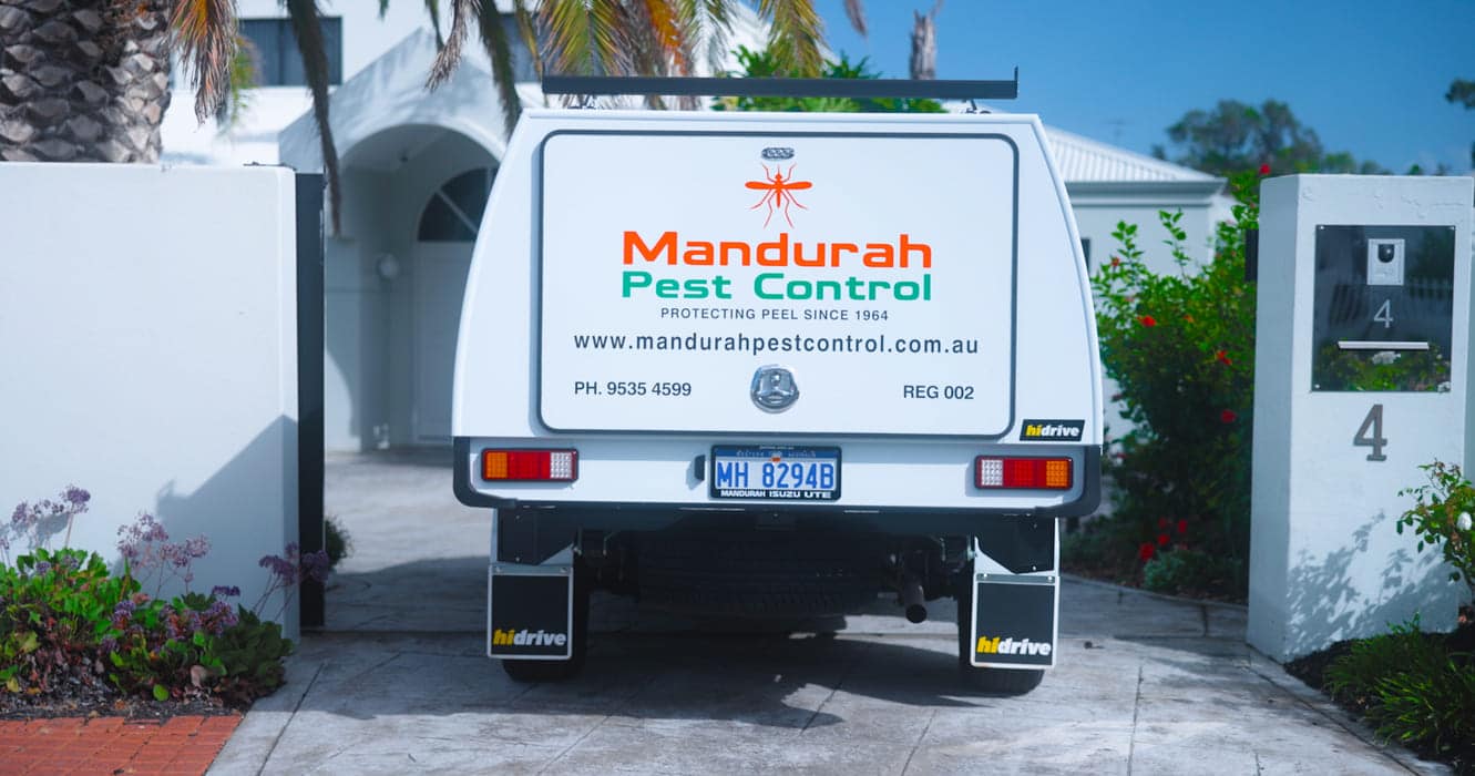 mandurah bee removal