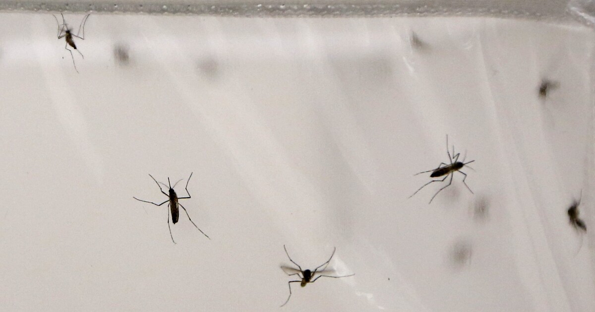 mandurah flies