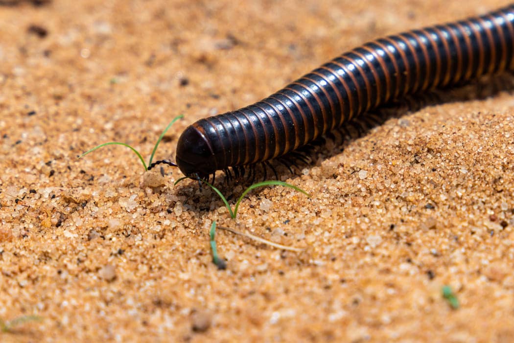 millipede control mandurah