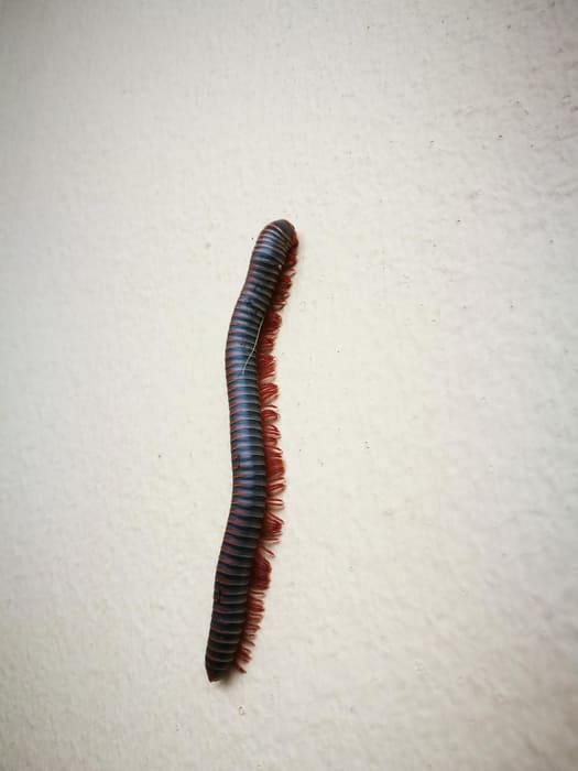 millipede removal mandurah
