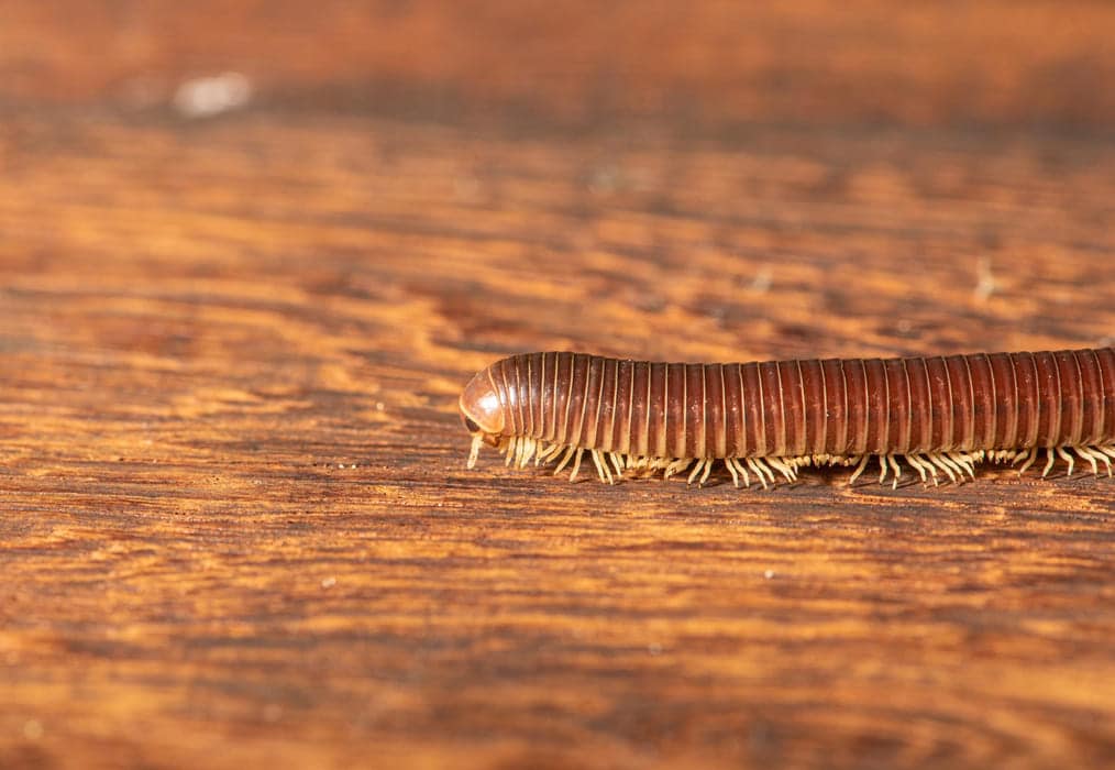 millipede treatment mandurah
