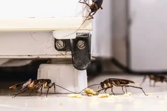 office pest control mandurah