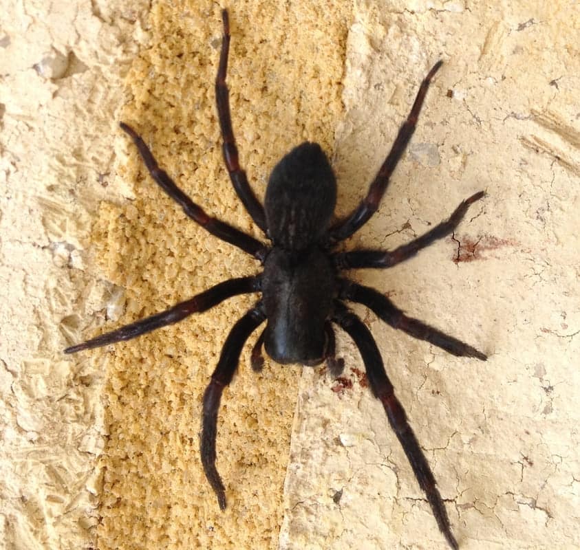 pest spray mandurah