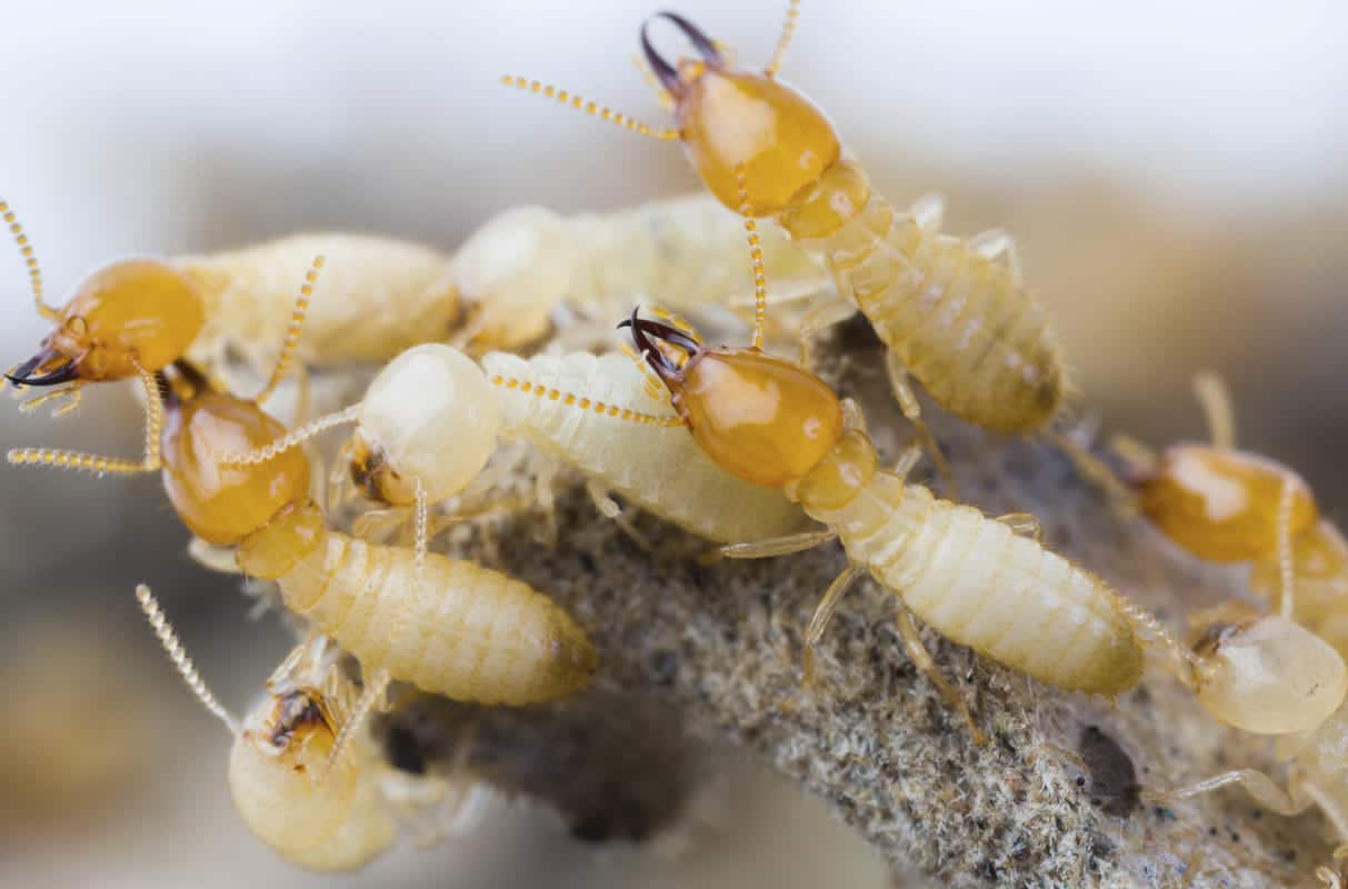 building and pest inspection mandurah