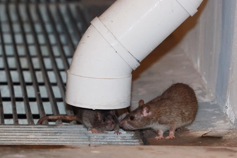 rat control mandurah