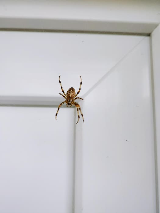 spider pest control mandurah