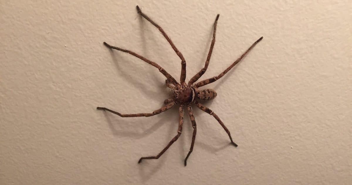 spider treatment mandurah