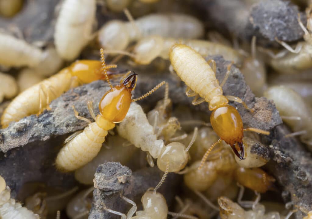 termite inspection mandurah cost