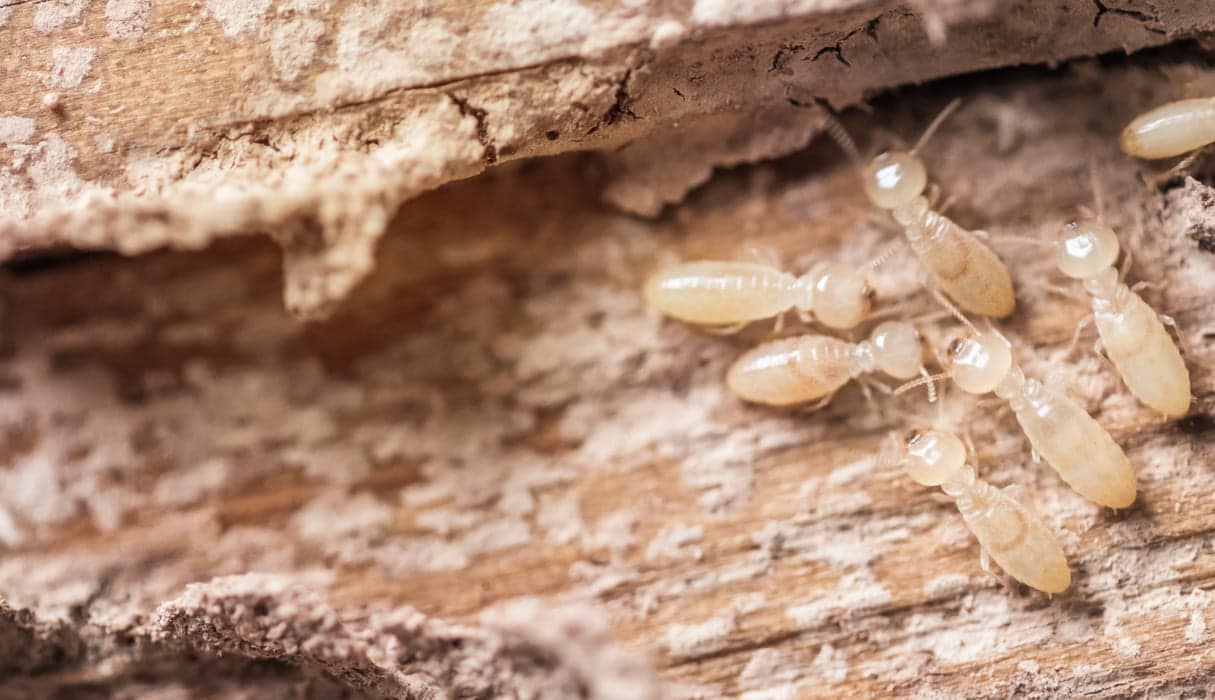 termite inspection mandurah