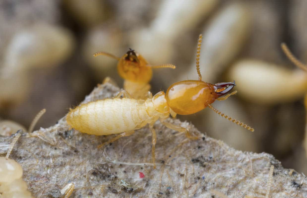 termites mandurah