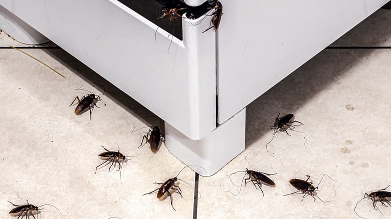 Cockroach,Infestation,In,The,Kitchen,,Insects,On,The,Dirty,Floor,