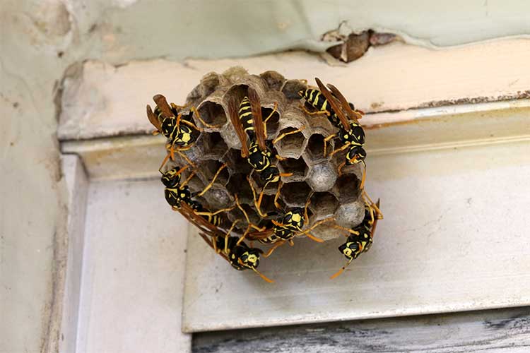 wasp nest removal mandurah