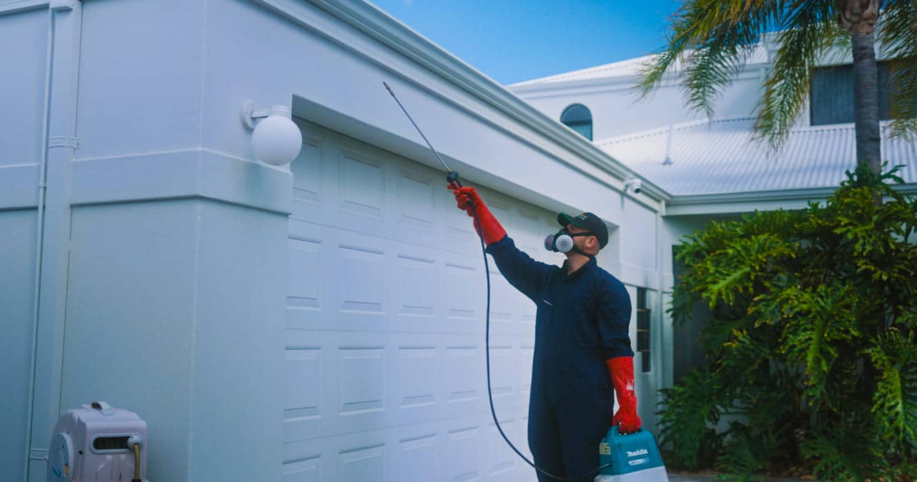wasp removal mandurah