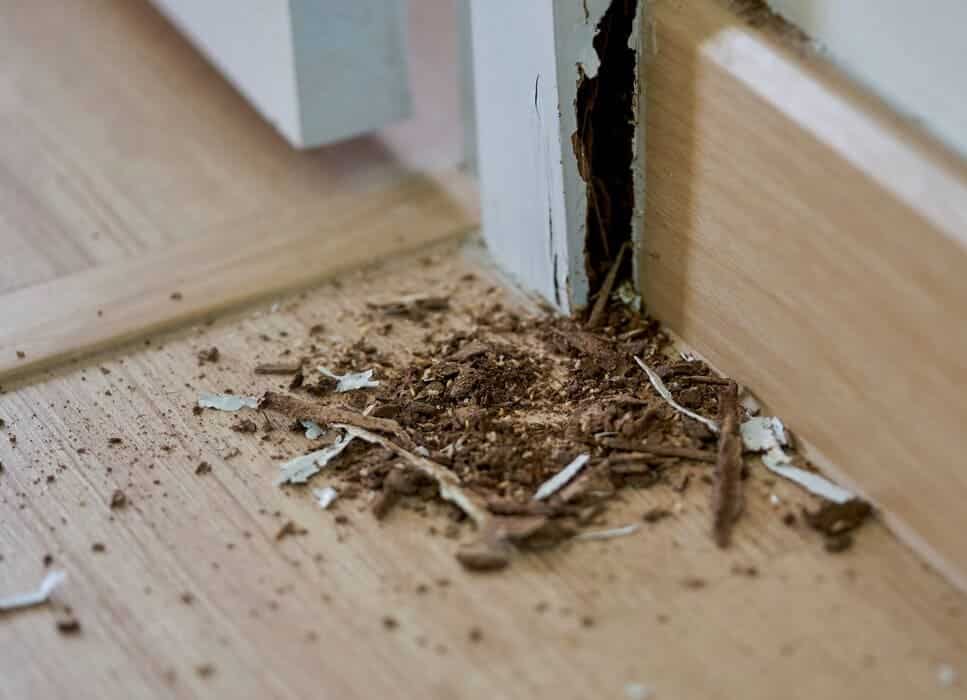white ants mandurah