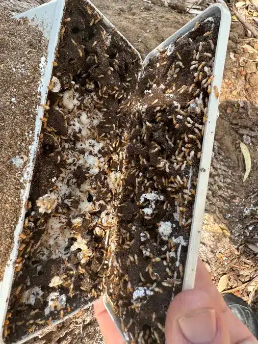 termite bait station